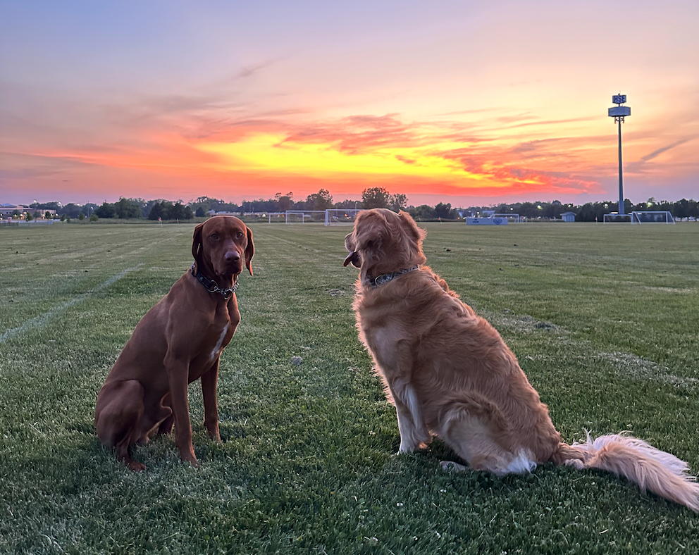 An image of two dogs at sunset at the HSE fields in Fishers, Indiana